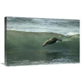 20 x 30 in. Galapagos Sea Lion Art Print W545