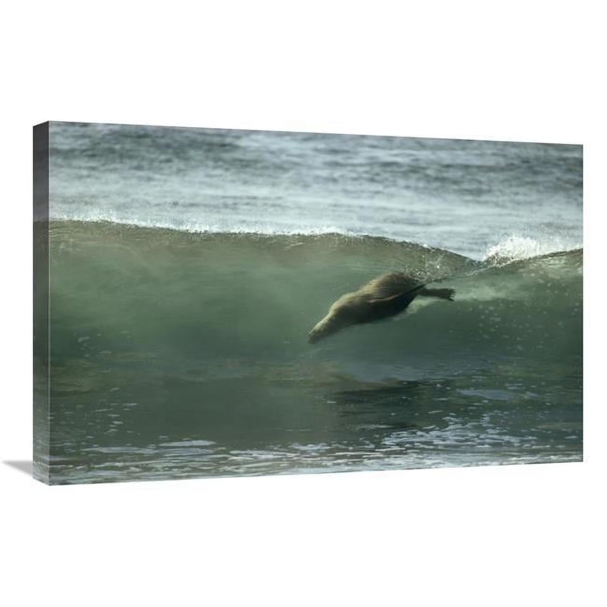 20 x 30 in. Galapagos Sea Lion Art Print W545