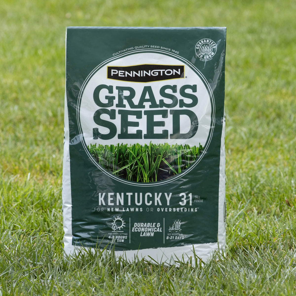 Kentucky 31 Tall Fescue Grass Seed, 20 lb. P5502