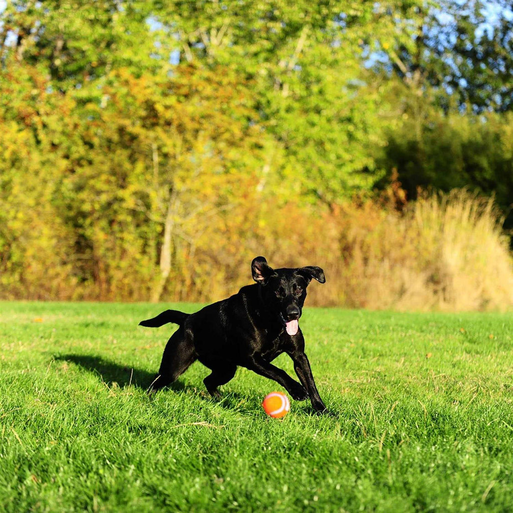 Tennis Ball U181811