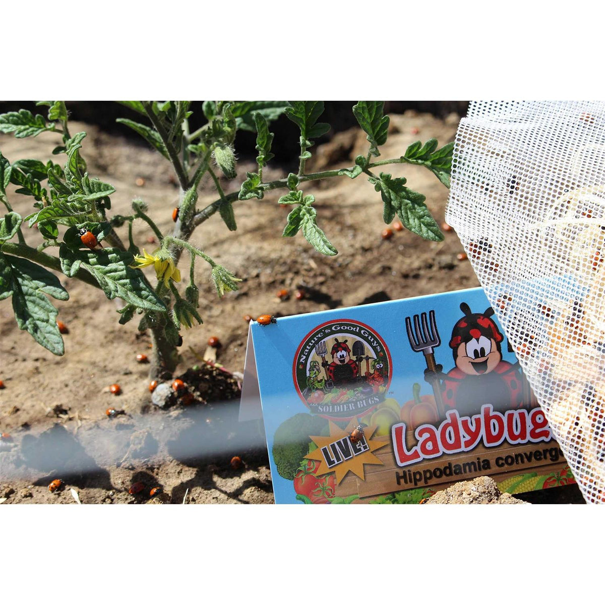 300 Live Ladybugs X2062