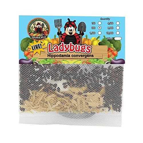 300 Live Ladybugs X2062