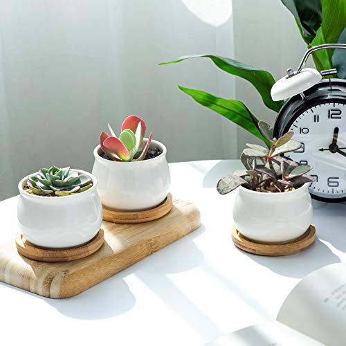 White Ceramic Mini Succulent Pots with Bamboo Trays Set of 6 S24456