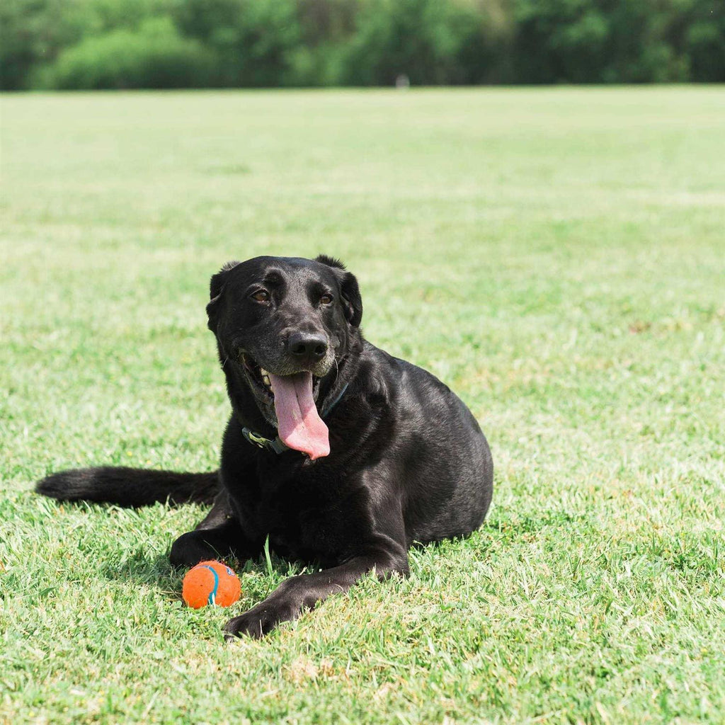 Tennis Ball U181811