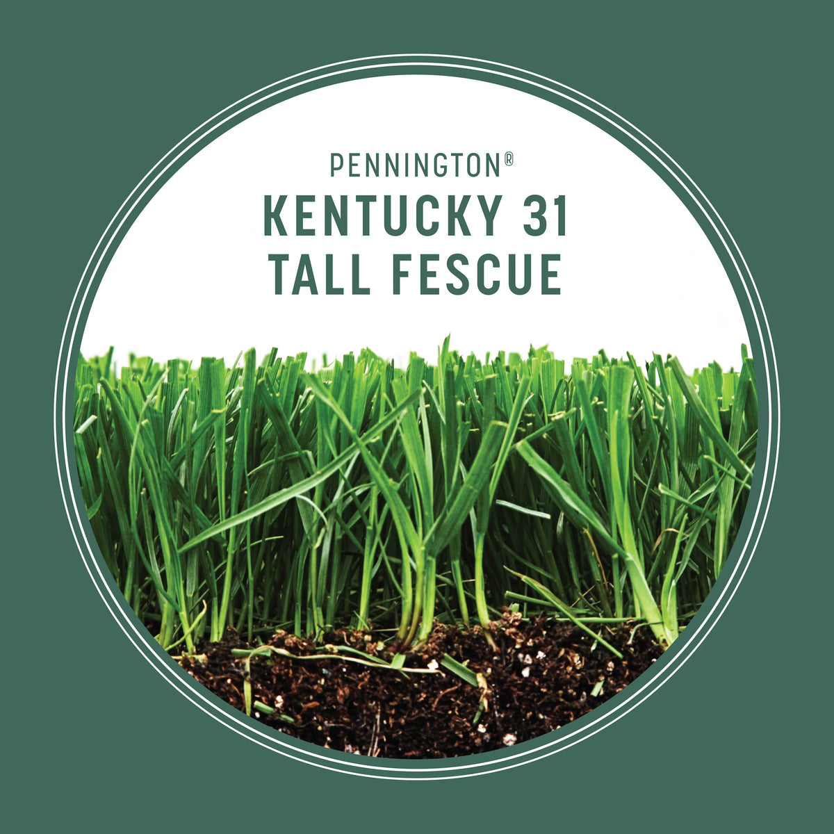 Kentucky 31 Tall Fescue Grass Seed, 20 lb. P5502
