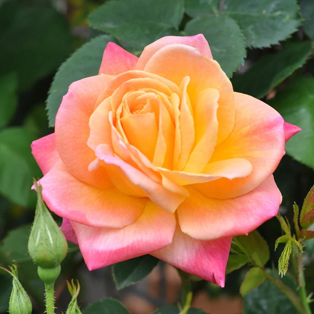 Climbing Rose Bush Live Plant B8455