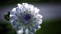 2 Bulbs Dahlia Bulbs S6610