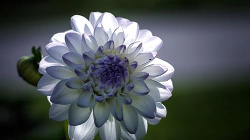 2 Bulbs Dahlia Bulbs S6610