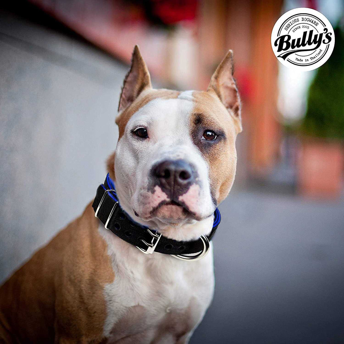 Dog Collar for Large Dogs J12670