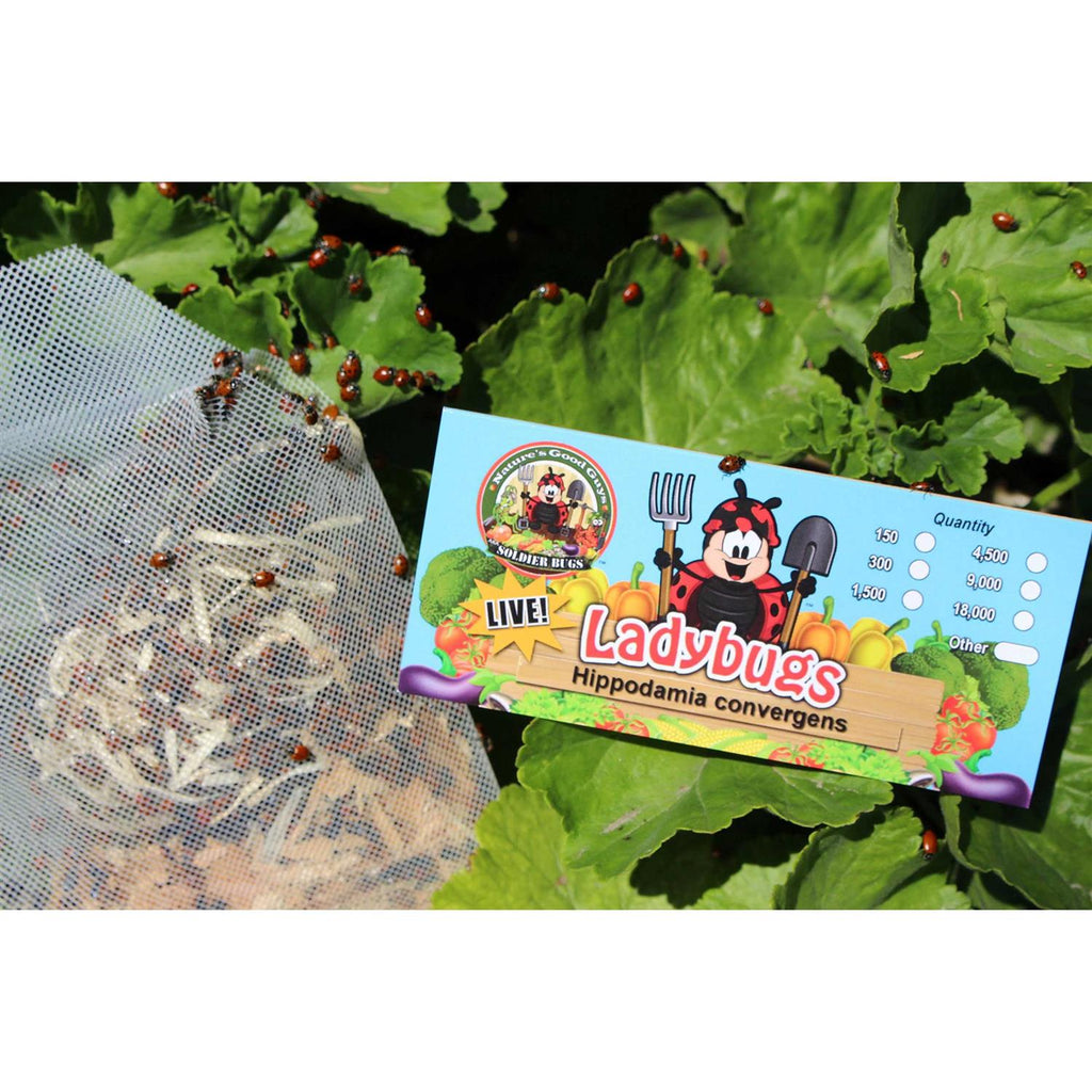 300 Live Ladybugs X2062