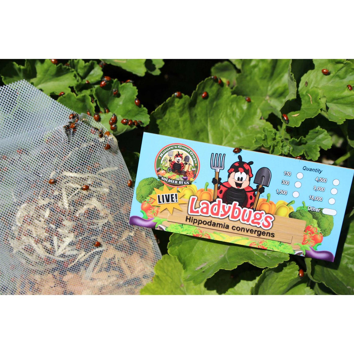 300 Live Ladybugs X2062