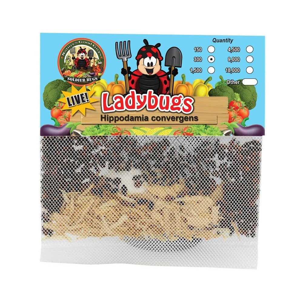 300 Live Ladybugs X2062