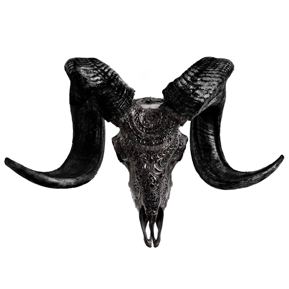 Genuine Ram Skull with Horns O153