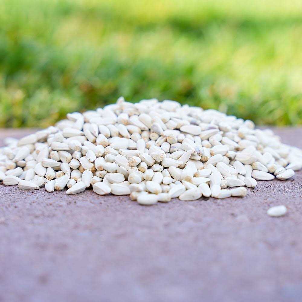 Safflower Seeds Wild Bird Food W395273
