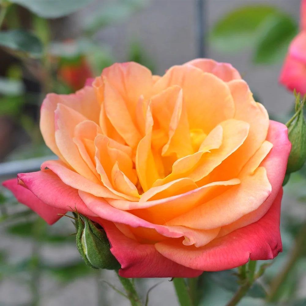 Climbing Rose Bush Live Plant B8455