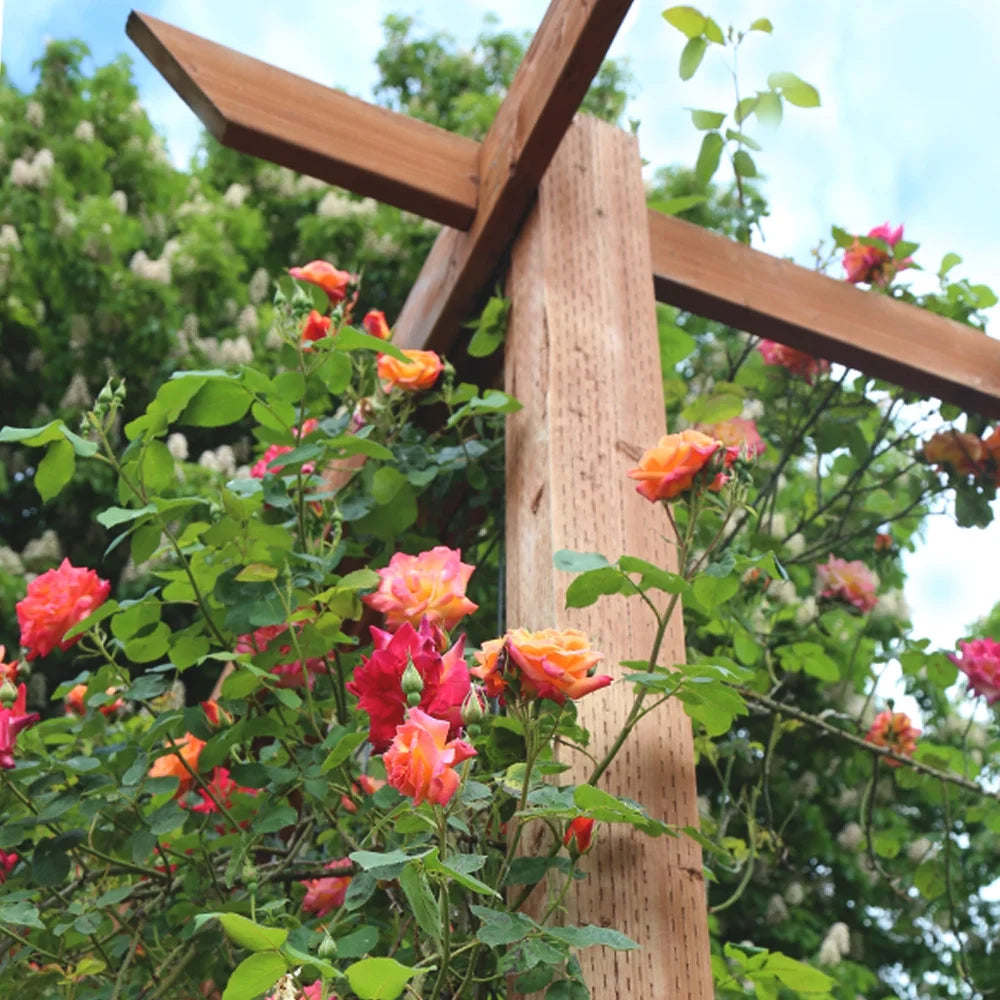 Climbing Rose Bush Live Plant B8455