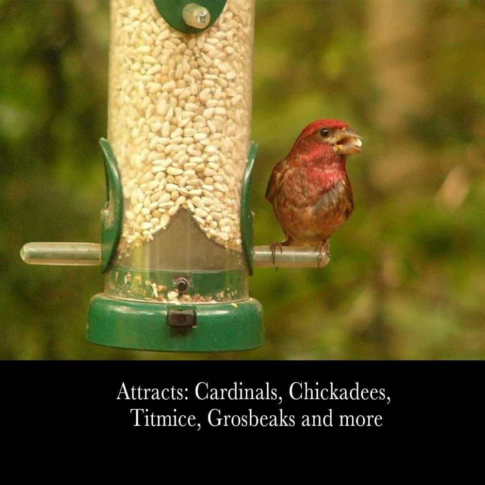 Safflower Seeds Wild Bird Food W395273