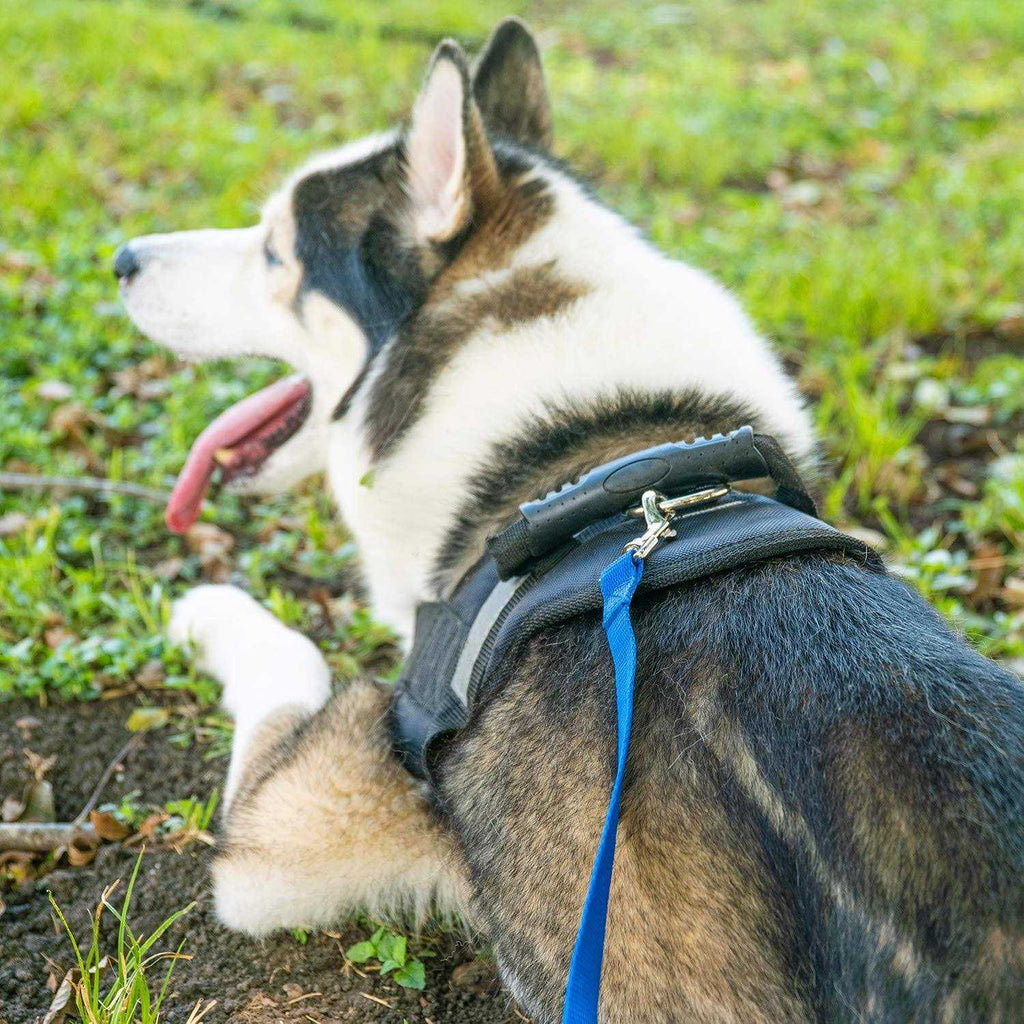 Dog Puppy Training Leash 15ft 20ft 30ft 50ft 100ft Z40363