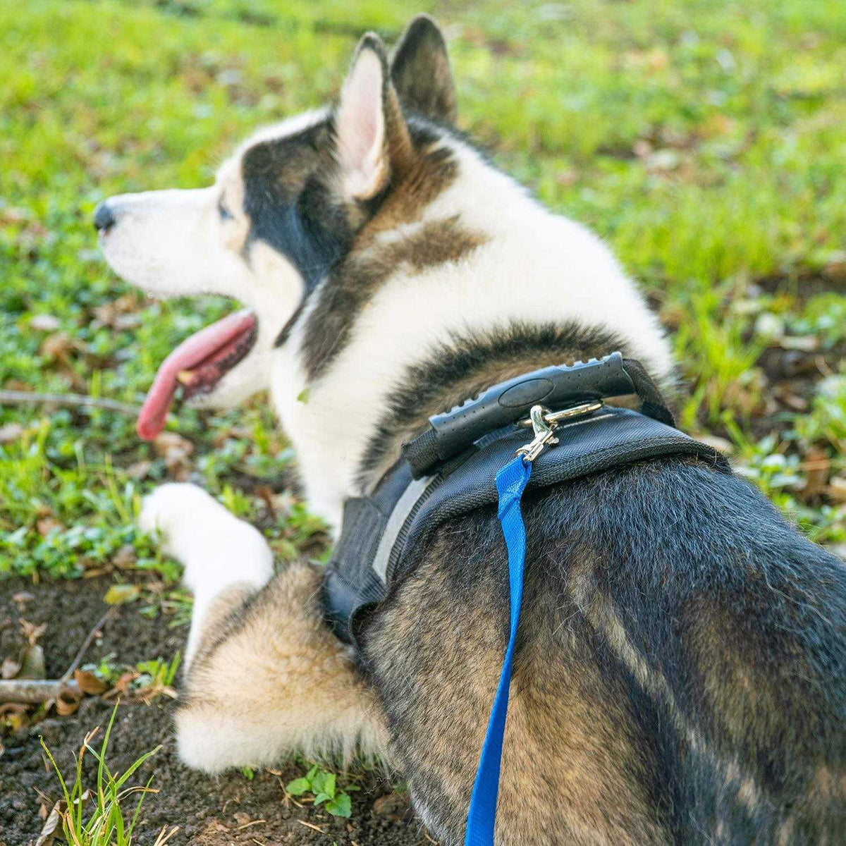 Dog Puppy Training Leash 15ft 20ft 30ft 50ft 100ft Z40363