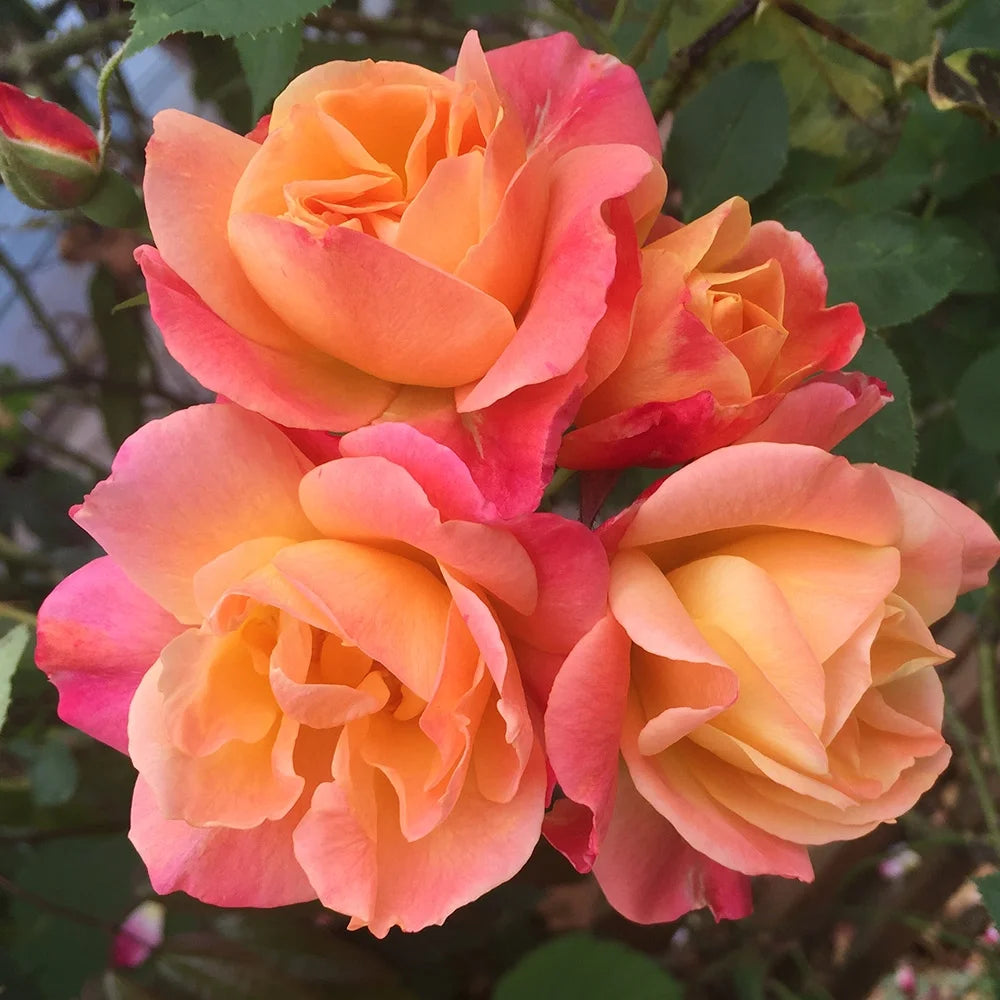 Climbing Rose Bush Live Plant B8455