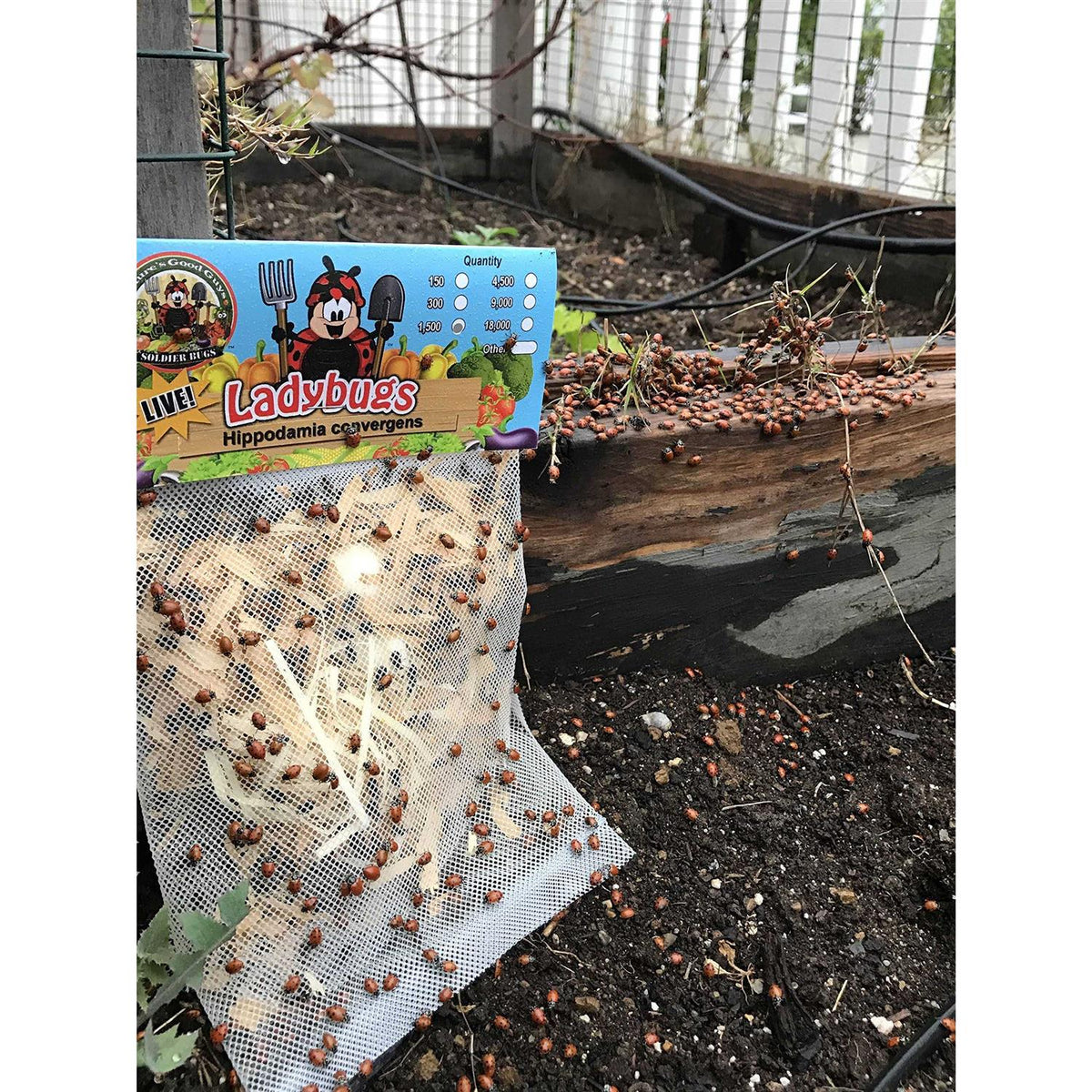 300 Live Ladybugs X2062